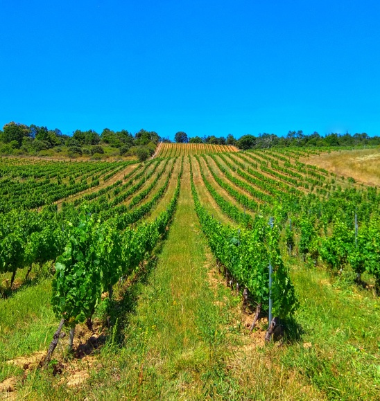 vinedo-bierzo-alto