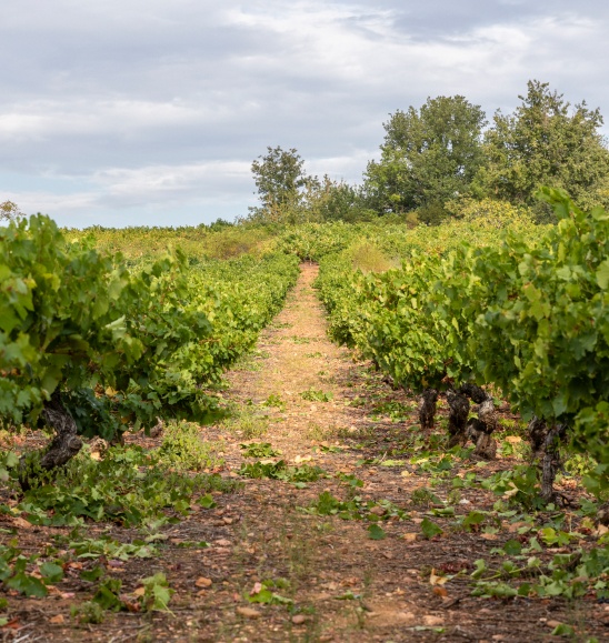 vinedo-bierzo-bajo