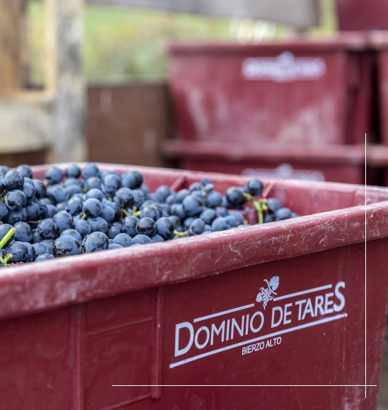 dominio-de-tares-elaboracion-uvas